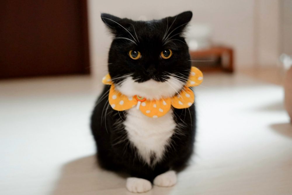 A black and white cat with a serious expression and flattened ears, wearing a yellow polka dot flower collar.