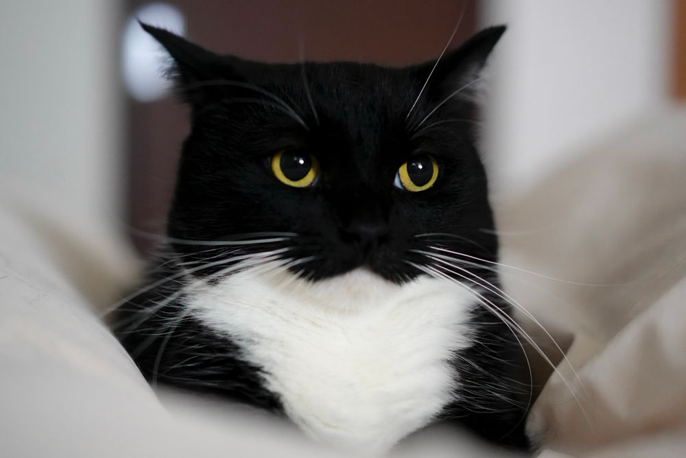A black and white cat sits upright with a serious expression, gazing slightly away from the camera, as if silently questioning the source of his own strength.