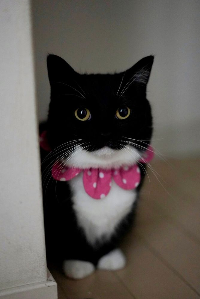 A black and white cat with wide eyes and a pink polka dot collar sits quietly beside a wall, looking up as if waiting for a treat.