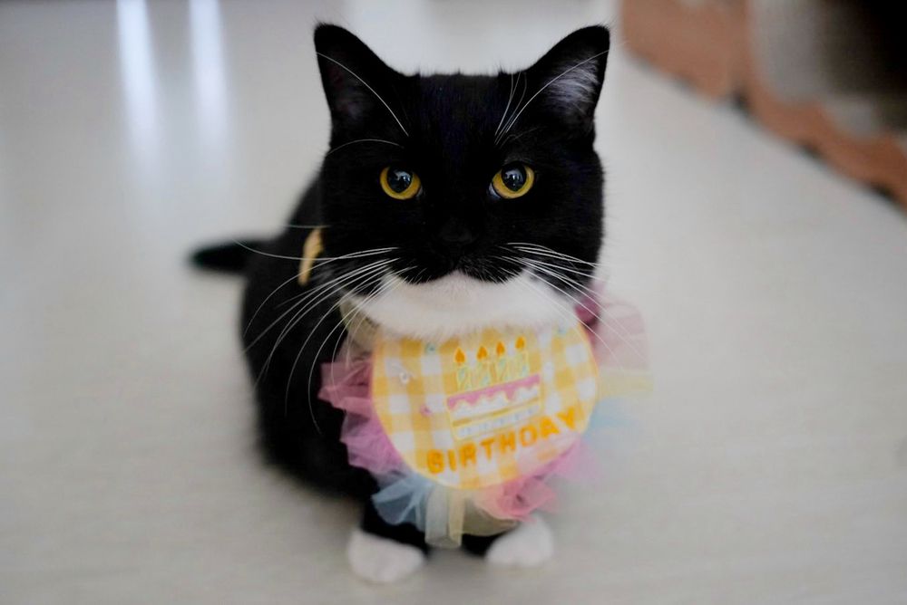 A black and white cat wearing a colorful birthday bib, sitting proudly and looking directly at the camera with bright yellow eyes.