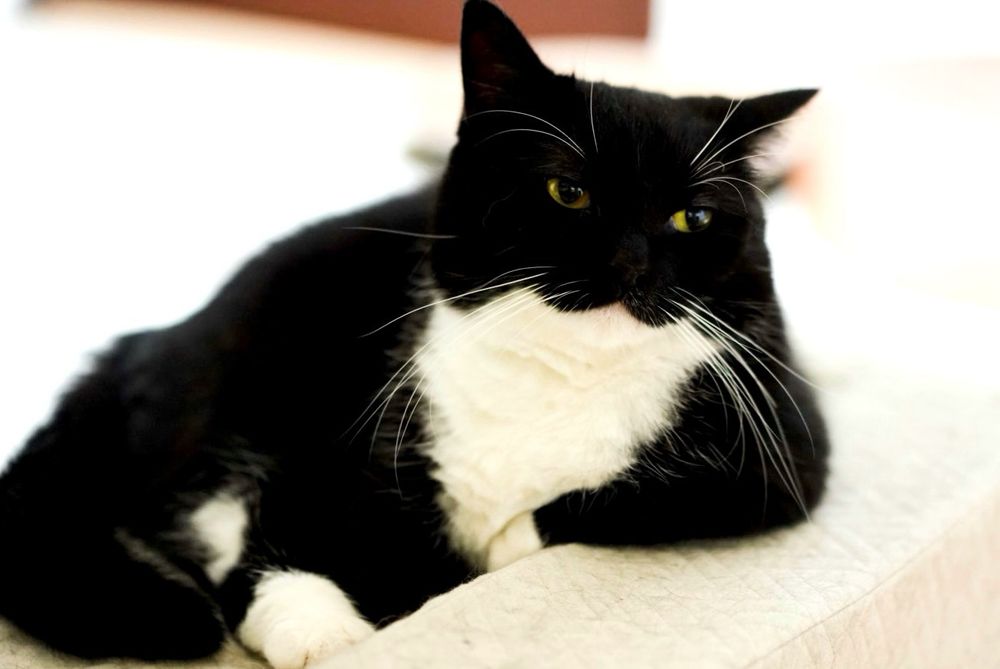 A black and white cat lounging with a tired, unimpressed look, resting one paw casually in front.