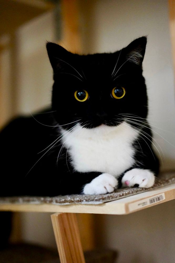 A black and white cat staring at the camera with big round eyes and a mouth that looks just like :3.