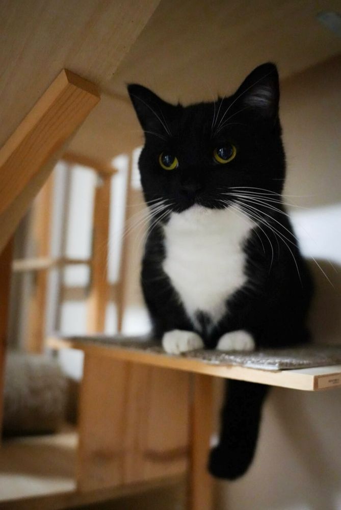 A black and white cat with a white chest and bright eyes sits neatly on a cat tower. He looks serious and focused, as if ready to face a challenge.