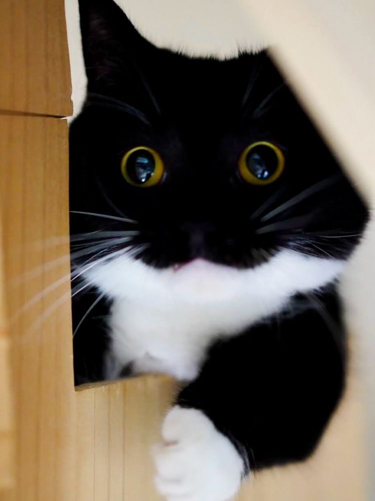 A black and white cat with big round eyes peeks through a cat tower with one paw extended forward, looking intensely focused. “Hunter mode ON!”