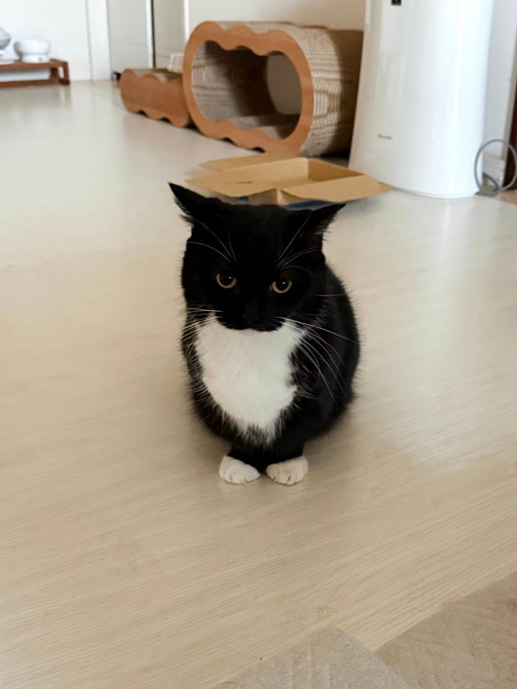 Black and white cat Uni sitting on the floor with ears tilted back, looking like he has a slightly worried face.