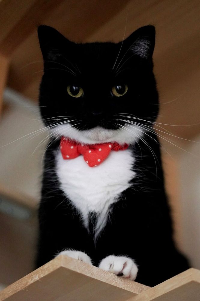 A black and white cat with a red polka-dot bow tie is sitting upright, looking directly at the camera with a serious expression. His name is Uni.