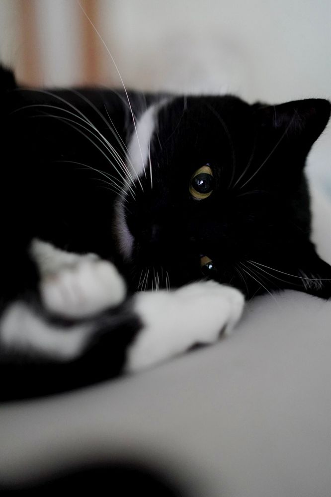 A black and white cat lying on its side, gazing off to the side with a lonely expression.