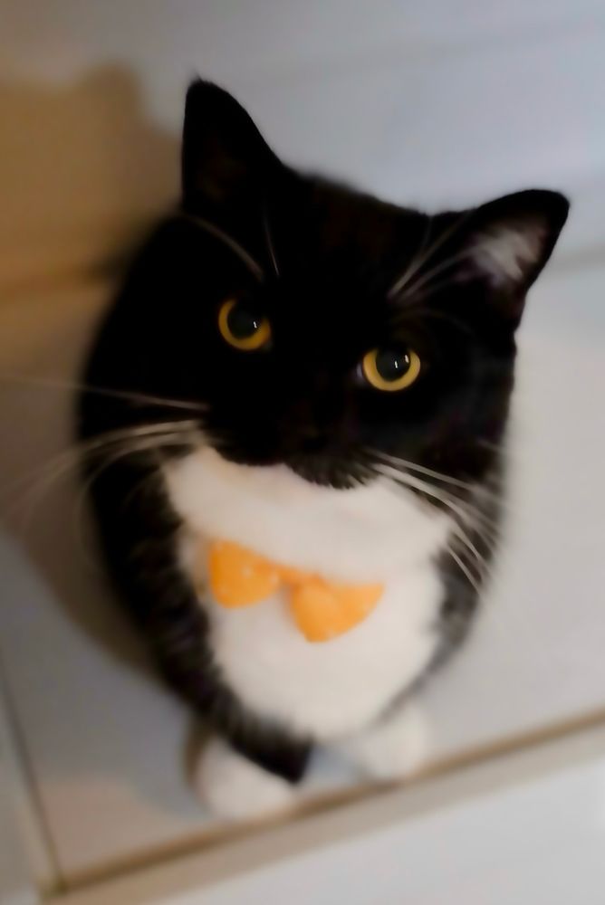 A black and white cat with a bow tie, sitting upright and looking up seriously—he looks like he’s waiting for chicken.