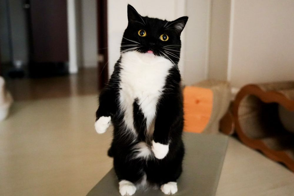 black and white cat standing tall, tongue out, preparing for battle