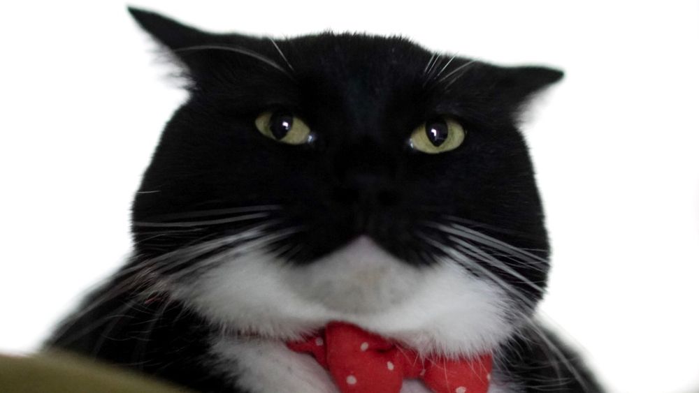A black and white cat sits with a serious expression, his face slightly puffed up