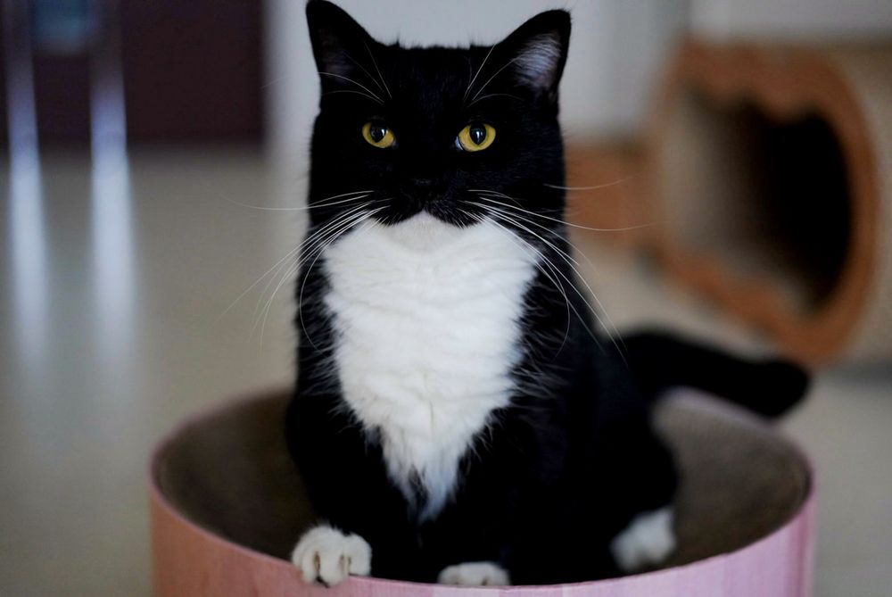 Uni the tuxedo cat glares confidently from inside a round scratching pad, radiating unbeatable energy.