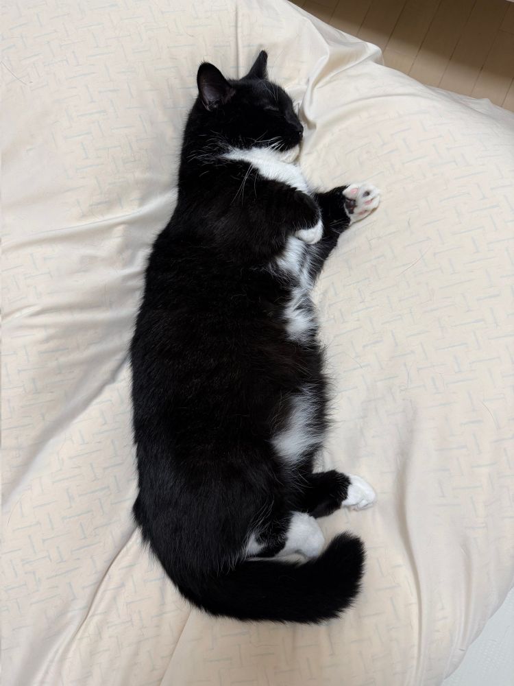 A black and white cat is lying on its side, fast asleep on a futon.