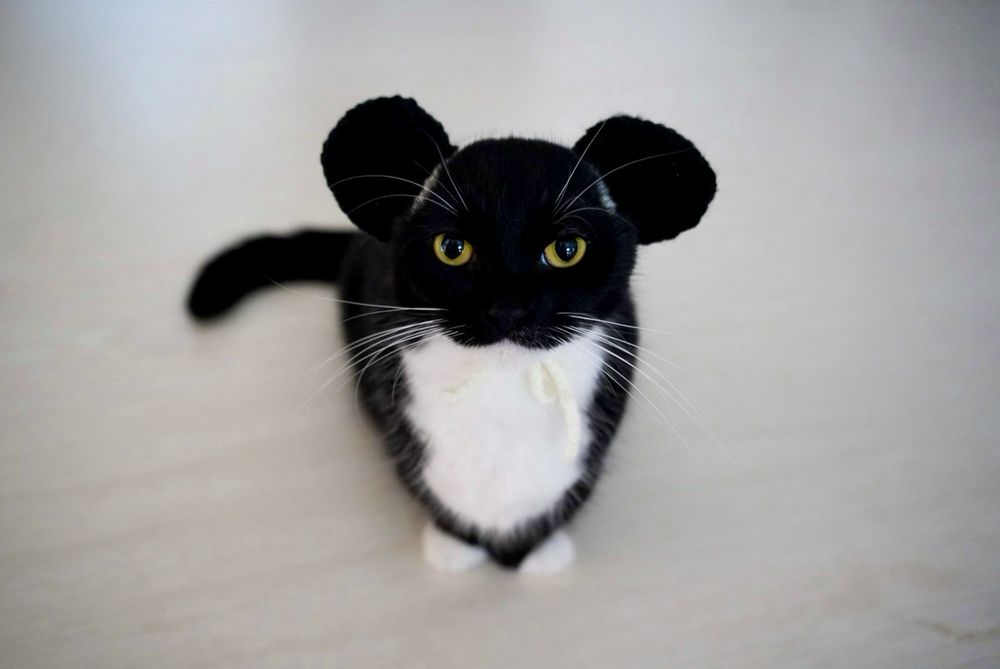 A black and white cat sitting upright and wearing a hat with large round ears. His big yellow eyes stare directly into the camera, making him look like a strange but adorable creature.