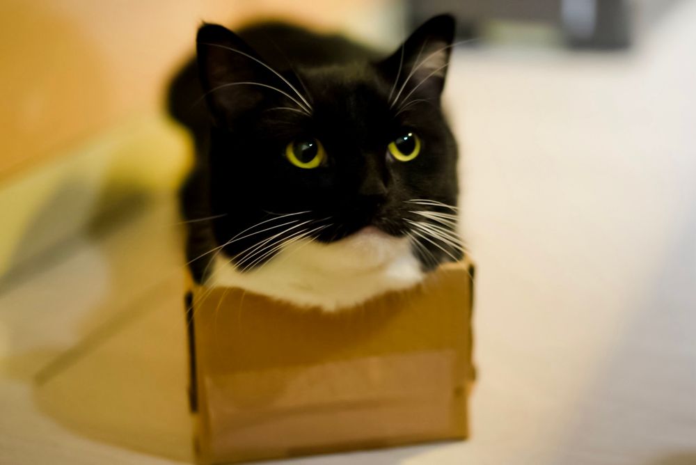 A tuxedo cat sitting inside a cardboard box, gazing upward with wide, expectant eyes as if waiting for something, like a treat.