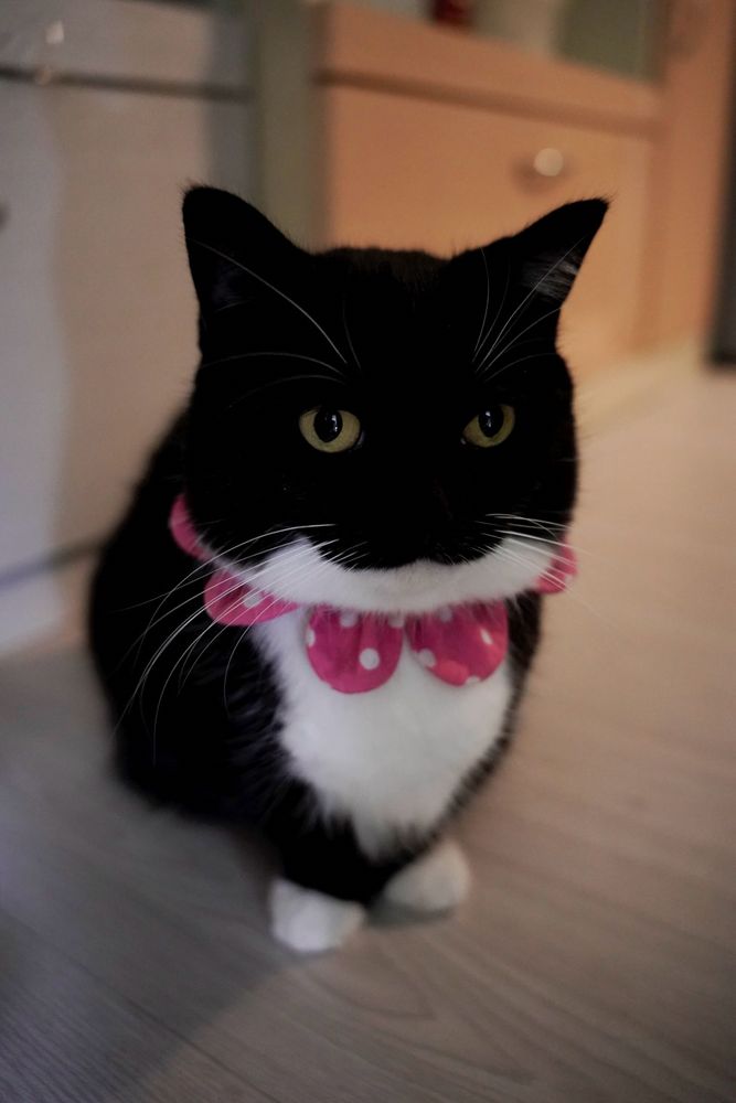 A black and white cat with wide yellow eyes sits upright on a wooden floor, wearing a pink polka-dot bow collar. He looks serious and mysterious, as if deep in thought.