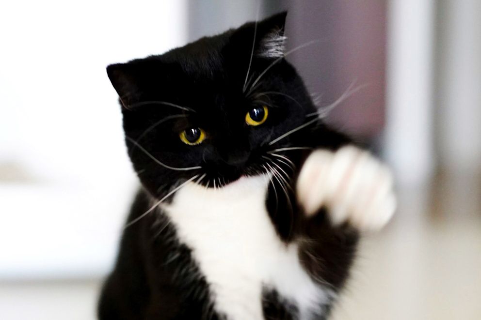 Uni, a black and white cat with yellow eyes, throws his paw forward like he’s doing a powerful punch. His serious face and the motion blur make it look like an action scene.