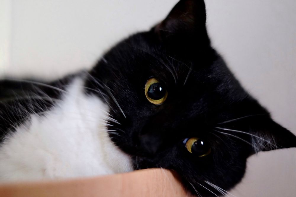 A black and white cat lying down with its head resting on a wooden scratching post, staring off thoughtfully with a longing, playful gaze.