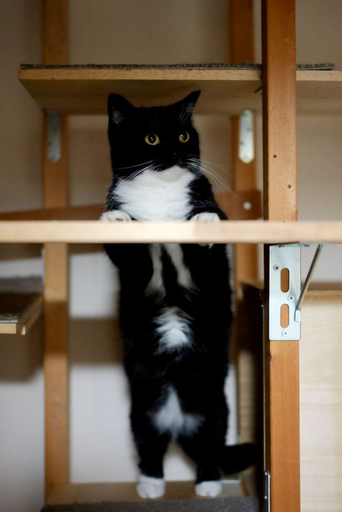 A tuxedo cat standing on his back legs behind a cat tower, looking up with big round eyes—like he’s expecting something delicious.