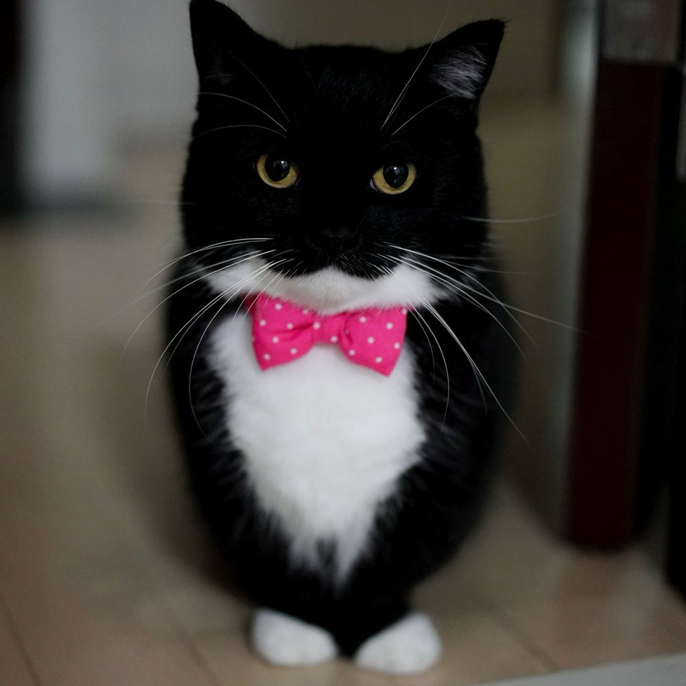A black and white cat wearing a pink polka-dot bow tie sits upright, with his front paws placed close together in a way that looks like they’re crossed.