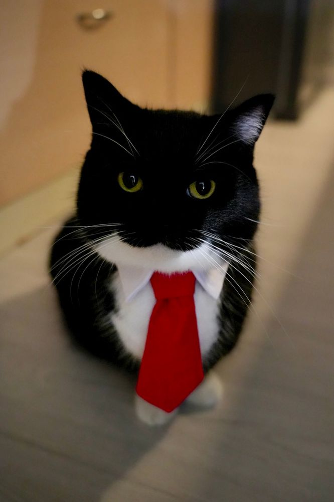 A black and white cat wearing a red necktie, sitting upright and staring confidently at the camera as if ready for his first day of work.