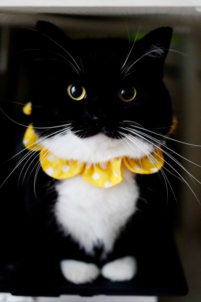 Black and white cat sitting upright, wearing a yellow polka-dot flower collar, looking straight ahead with a serious expression.