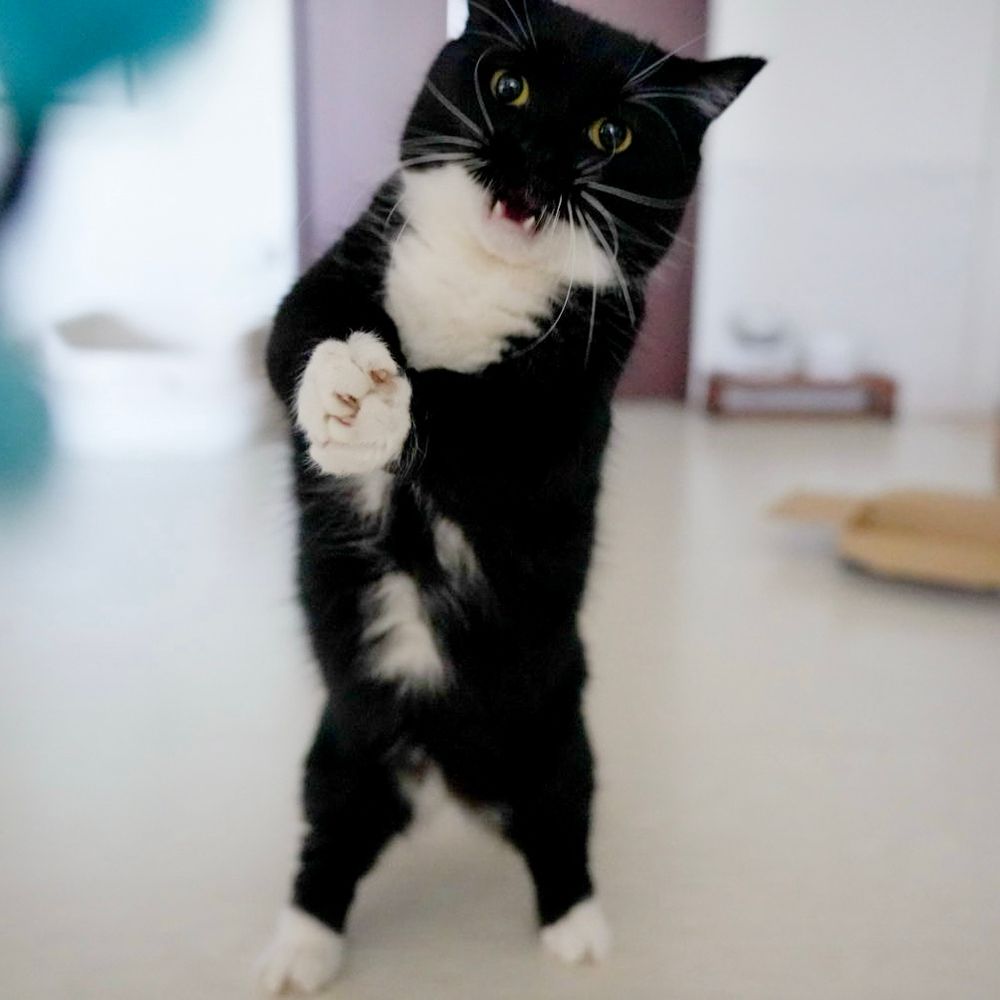 A black and white cat standing on hind legs with paws raised, looking like he’s ready to fight.
