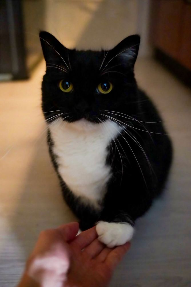 A black and white cat sitting on the floor, looking directly at the camera, while gently placing one paw in a human’s open hand.