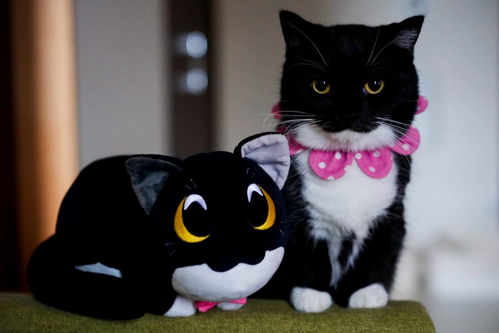 A black and white cat with a pink collar sitting next to a Uni plush.