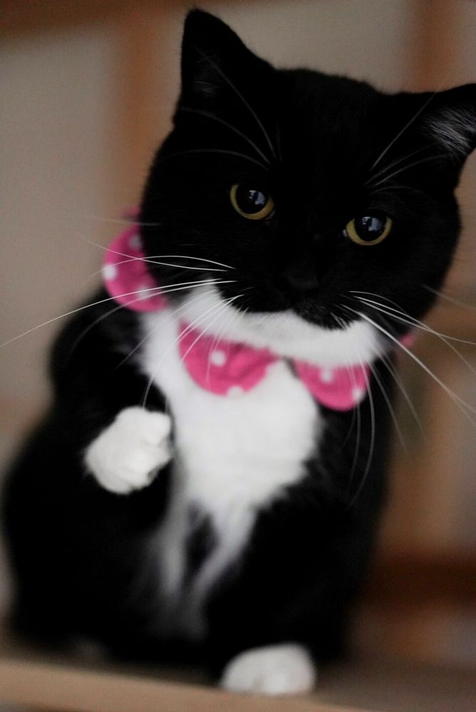 A black and white cat wearing a pink polka-dot collar, mid-action with one paw raised, looking like he’s about to throw his strongest punch.