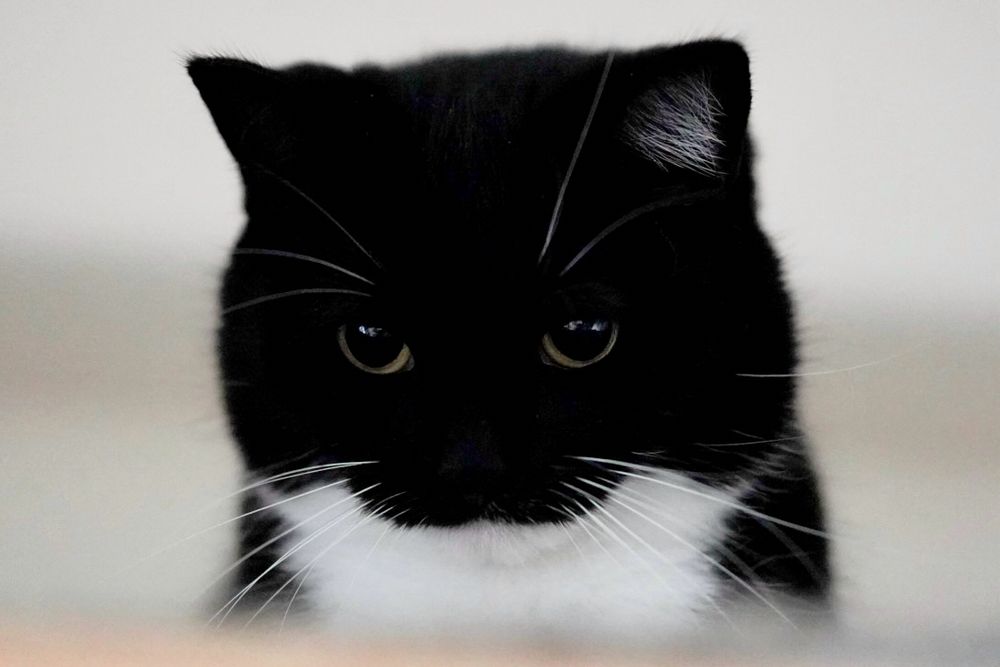A black and white cat stares forward with a serious, almost ominous expression. His eyes are partially hidden in shadow, giving him a mysterious and intense look.
