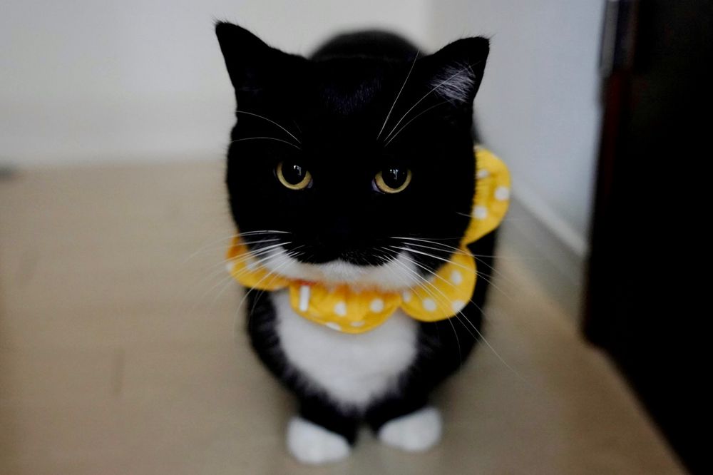 Black and white cat wearing a yellow polka-dot flower collar, looking directly at the camera.