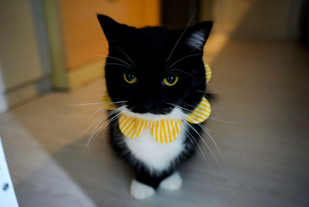 Uni the cat sitting upright and looking straight ahead with wide, serious eyes—like he hasn’t been fed yet, even though he just finished eating.