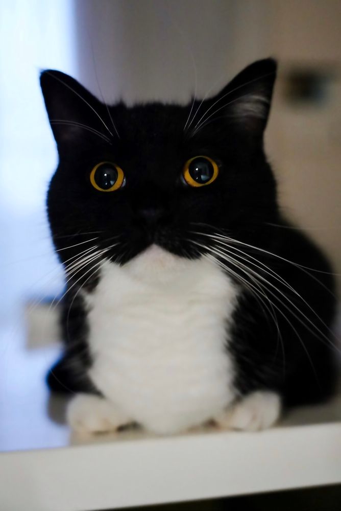A black and white cat with sparkling eyes, staring up with an excited expression. His ears are perked up and he looks like he just heard the word “chicken.”