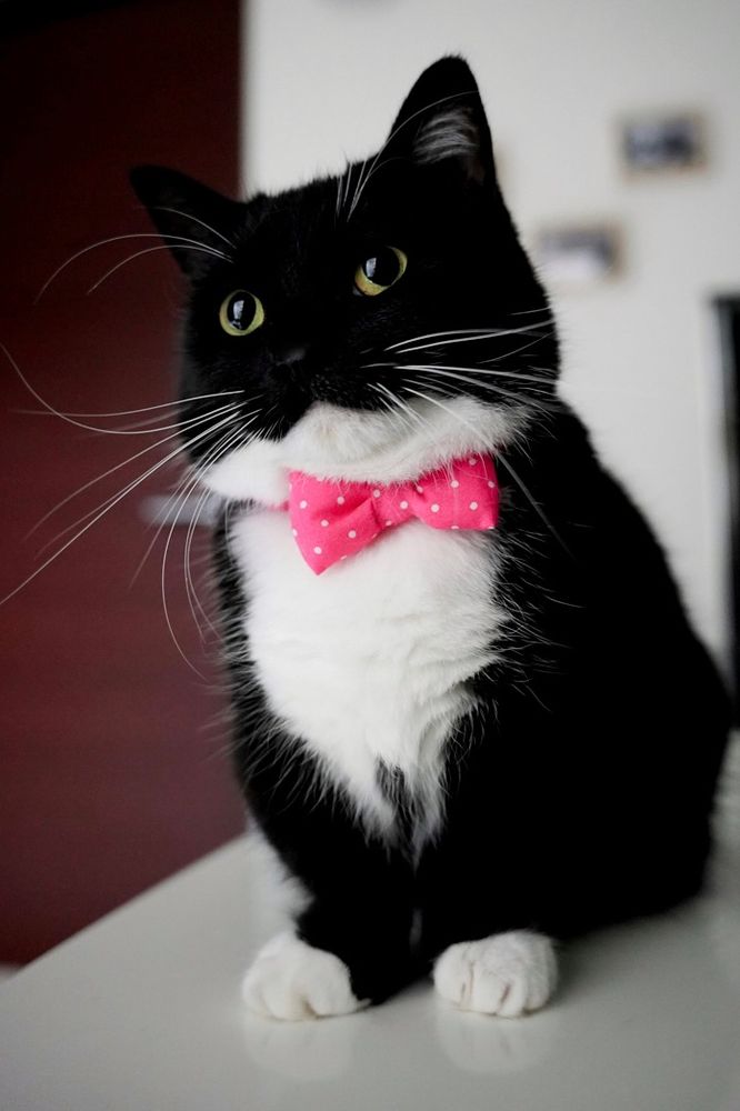 A black and white cat in a bright pink polka dot bowtie, sitting like a gentleman and staring off into the distance with big, curious eyes.