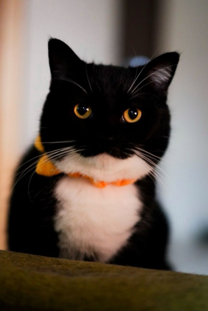 A black and white cat with a perfectly round face stares straight ahead with a serious expression. He’s wearing a soft yellow collar, sitting calmly in soft lighting—but his face is almost too round to take seriously.