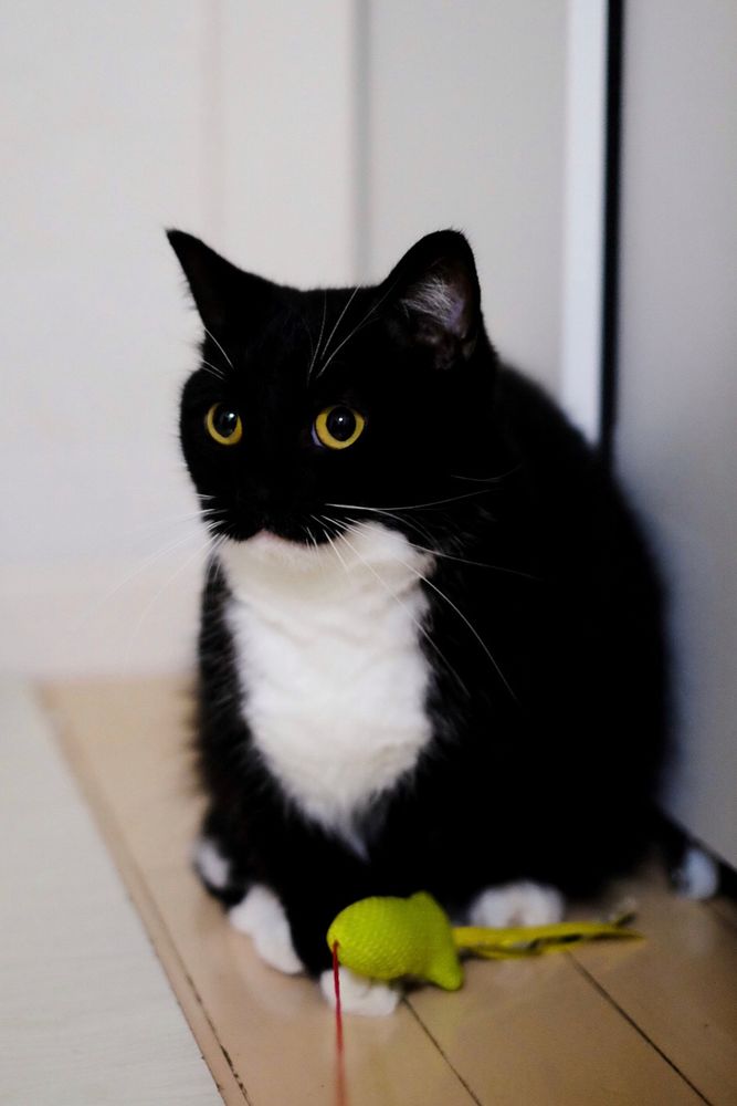 A black and white cat with round yellow eyes sits on the floor, guarding a small green toy. He looks like he might’ve just eaten a whole chicken.