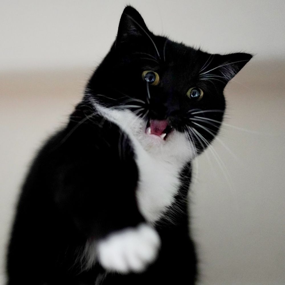 A black and white cat with a fierce expression reaches a paw toward the camera, looking like the strongest fighter.