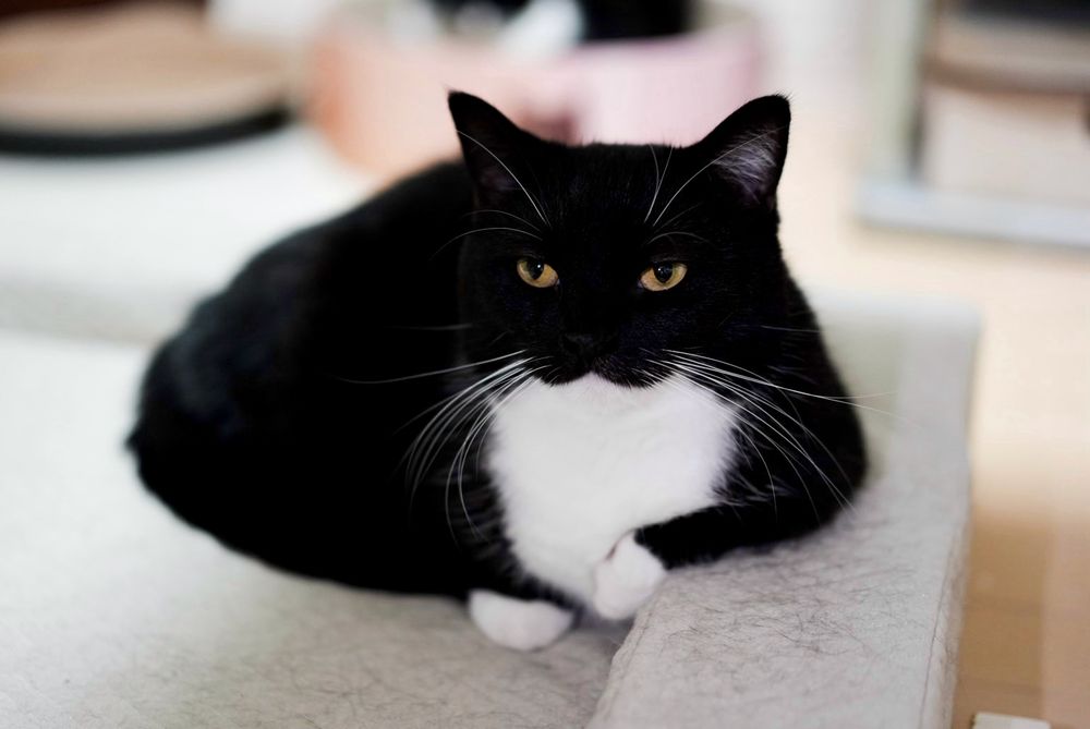 A black and white tuxedo cat sitting with its front paws tucked under its body, staring intensely forward with a serious expression. The cat looks calm and confident.