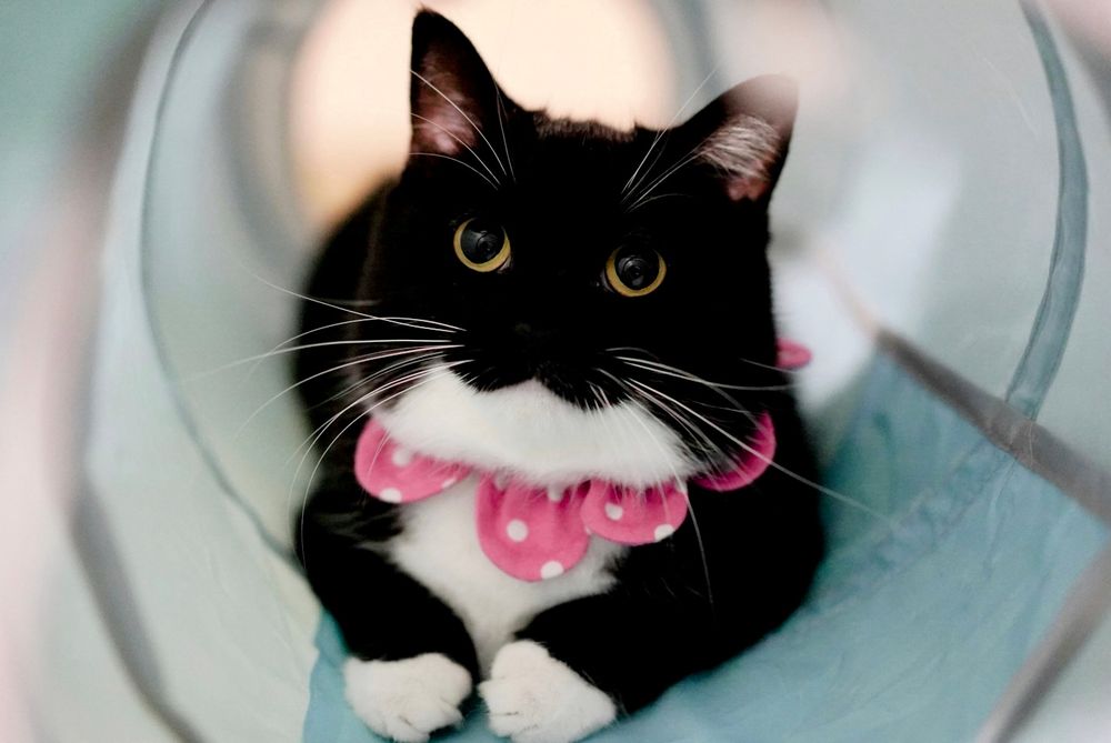 A black and white cat with big round eyes lies inside a soft blue tunnel. He wears a pink polka-dot collar and looks up with a plush toy-like cuteness, as if he’s not even real.