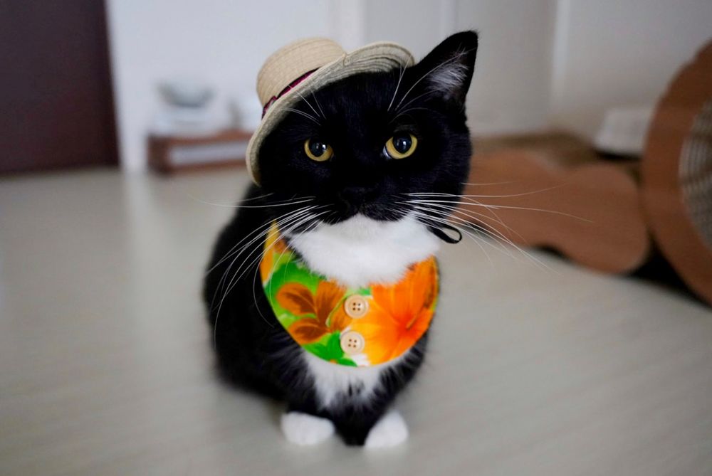 A black and white cat wearing a straw hat and a tropical flower-patterned collar. He’s sitting upright, looking ready for an adventure.