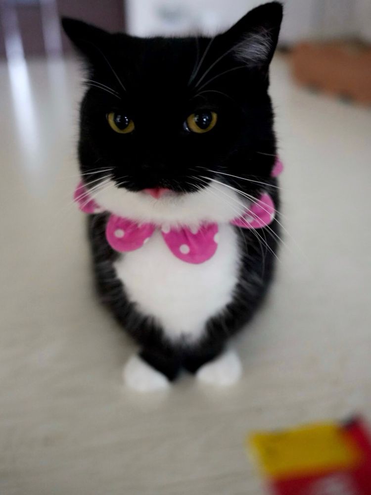 A black and white cat with a pink polka-dot bow sits upright on the floor, looking intently forward with its tiny tongue slightly sticking out, as if asking, “Is that churu… chicken flavored?”