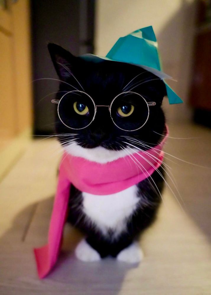 A black and white cat dressed as Ralsei from Deltarune, wearing round glasses, a turquoise paper hat, and a pink scarf.