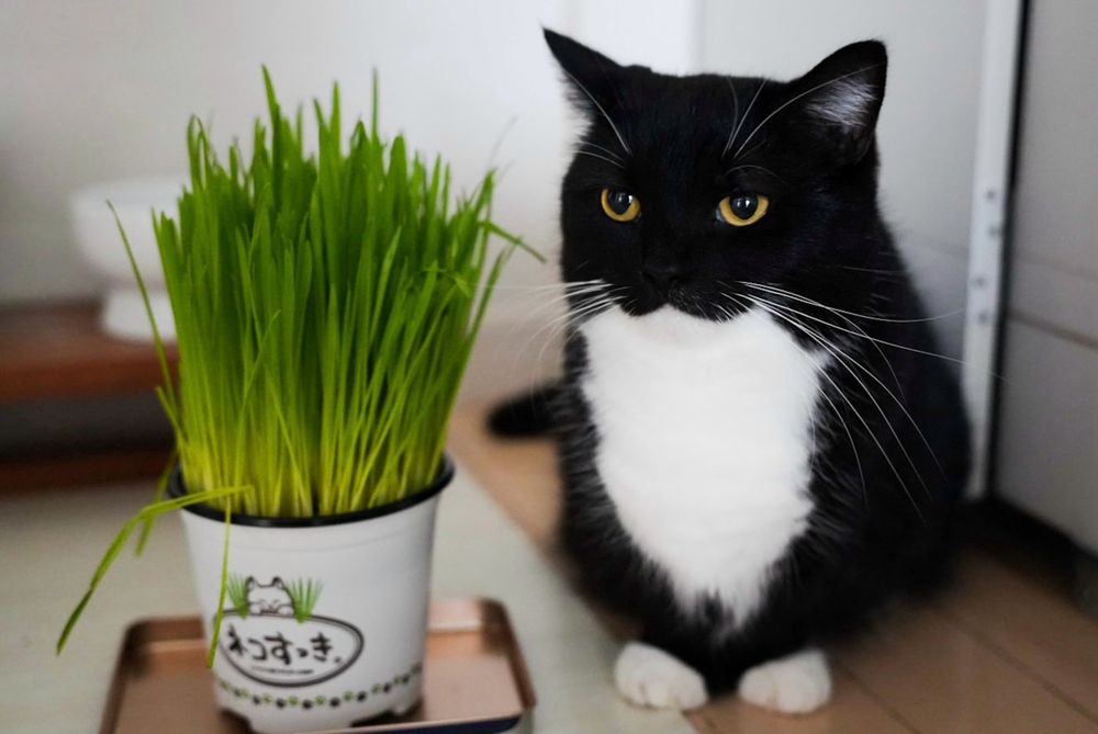 Melancholic black-and-white cat gazes into the distance beside fresh cat grass.