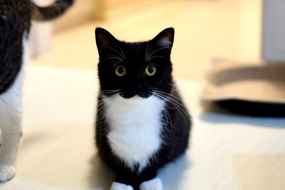 A black and white cat with bright round eyes sits on the floor, looking straight at the camera. This was Uni at 1 year old, still baby-faced.