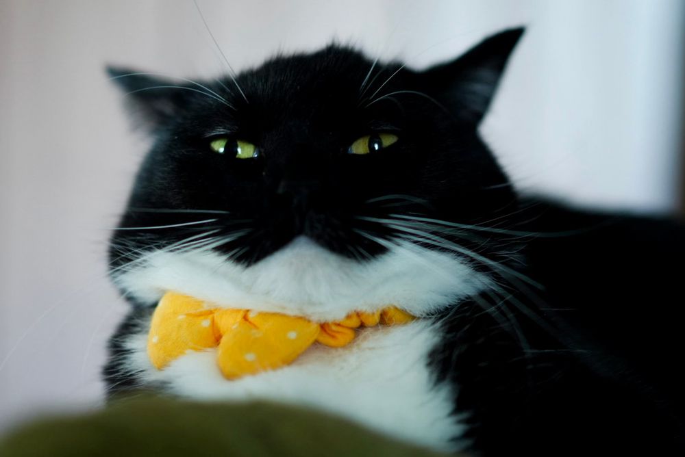 A black and white cat with a round face and serious expression, sitting still like a boss. His pose and stare resemble Jabba the Hutt.