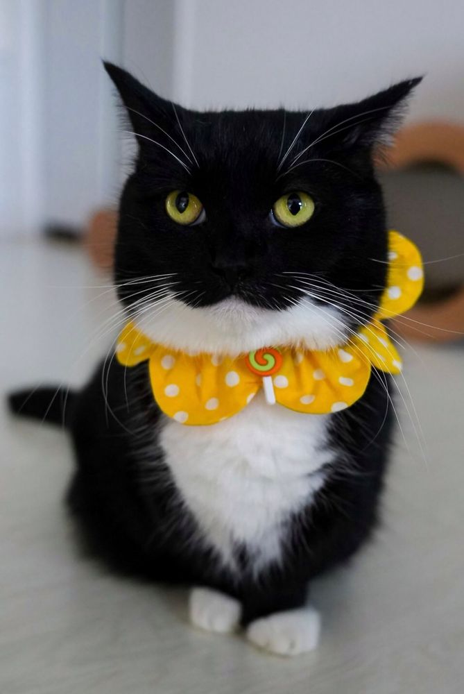 A black and white tuxedo cat with bright yellow eyes, wearing a yellow polka-dotted bow collar with a small candy-like ornament. The cat is sitting on the floor with a funny but cute expression.