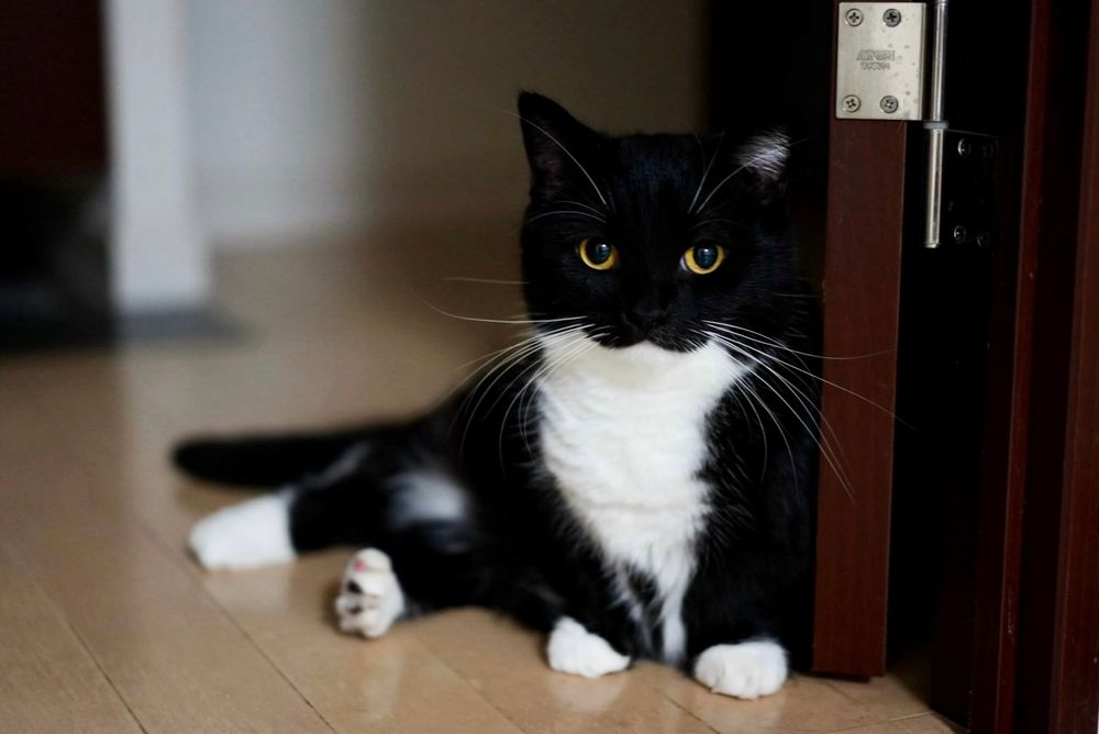 A black and white cat with bright yellow eyes sits confidently in a doorway, gazing directly at the camera.