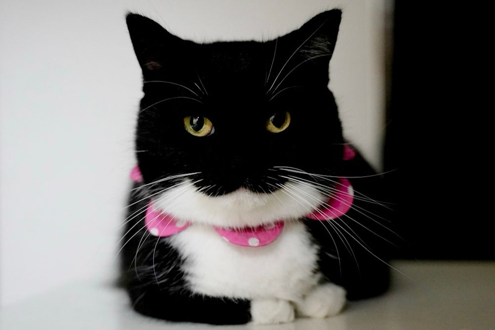 A black and white cat wearing a pink polka-dot bow collar sits upright, staring directly at the camera with an intense, serious expression.