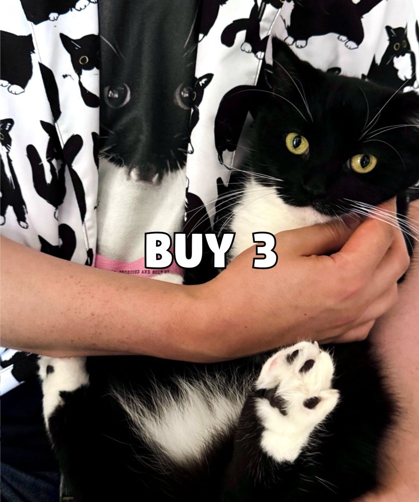 A black and white cat being held, wearing a shirt covered in cat prints. The text “BUY 3” is displayed over the image.