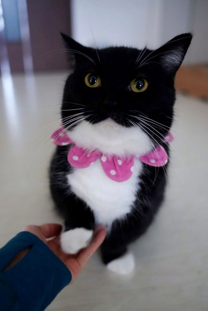 Uni, a black-and-white cat, sits with one paw raised like he’s making a serious deal — probably about chicken.